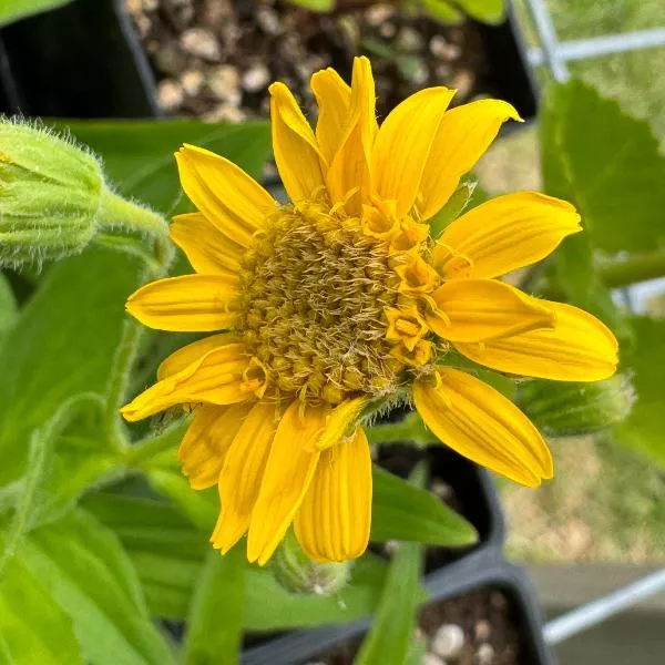 Arnica chamissonis (meadow arnica)