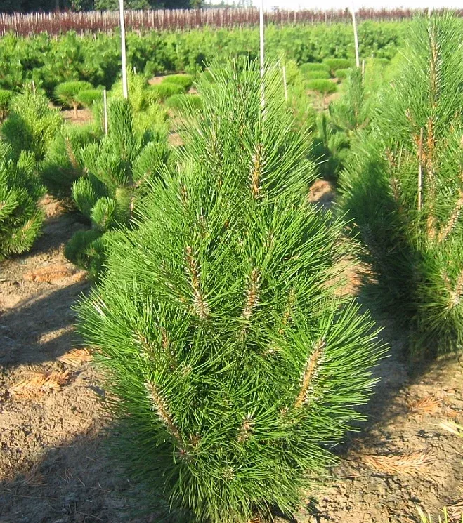Arnold Sentinel Columnar Pine