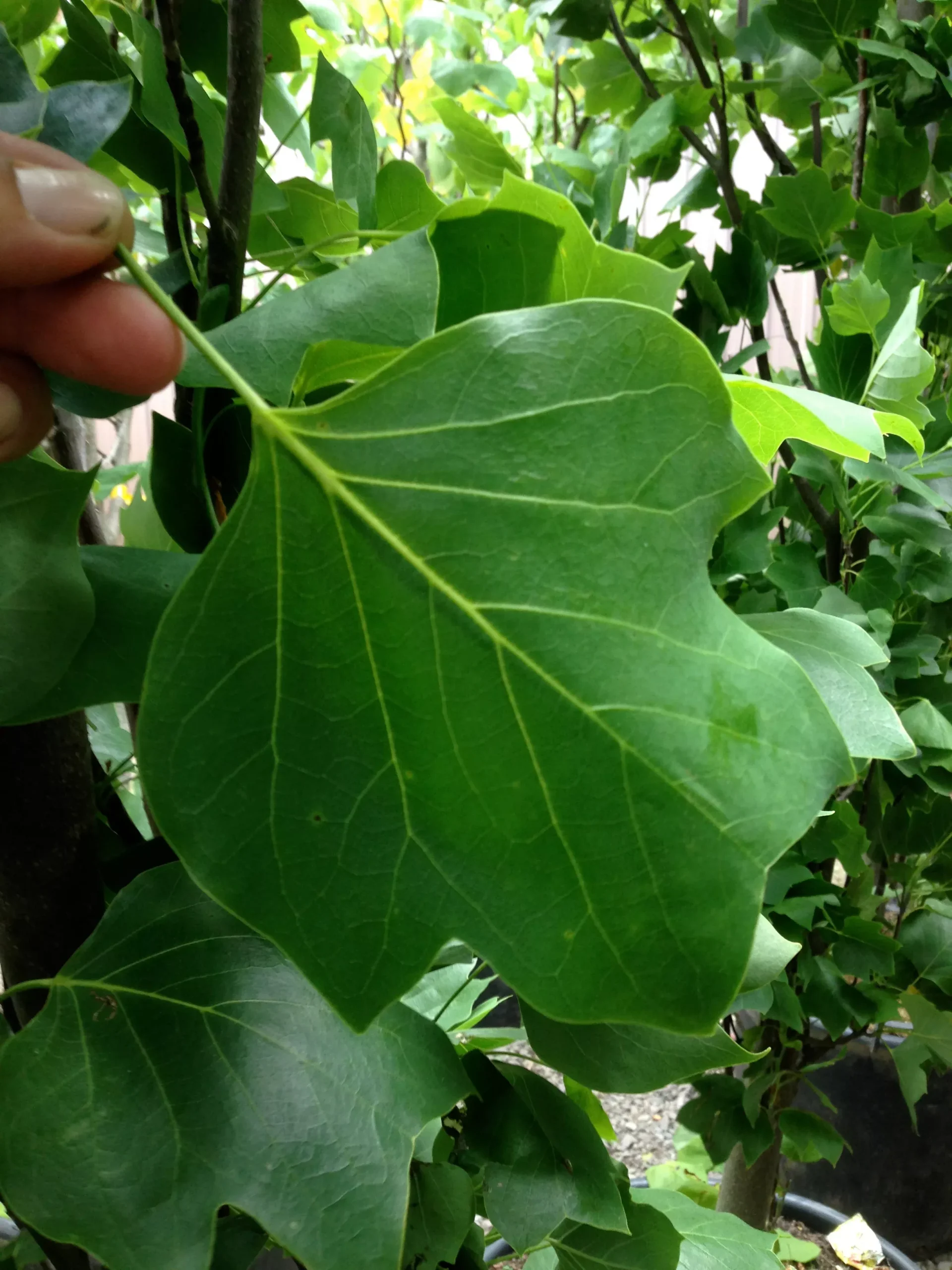 Arnold Tulip Tree