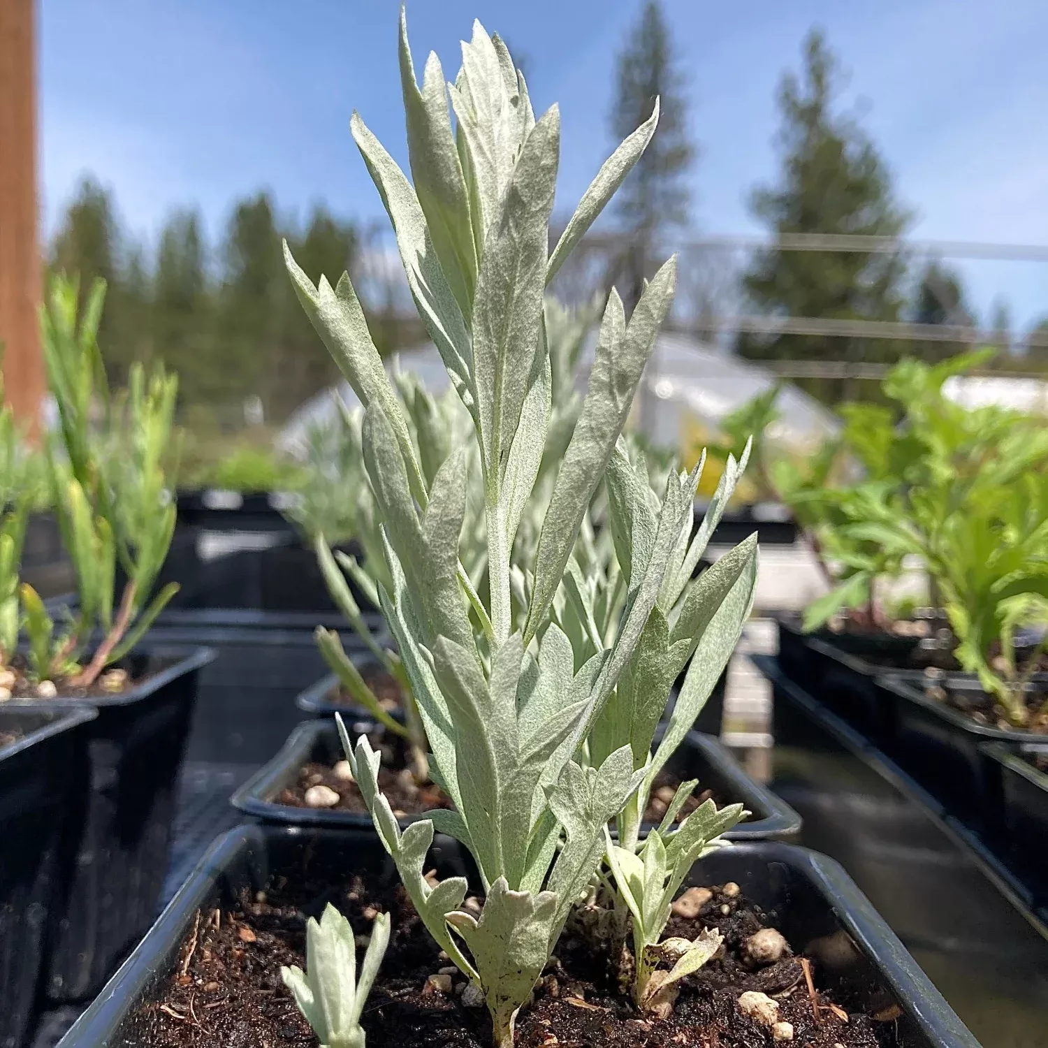 Artemisia ludoviciana (western mugwort)