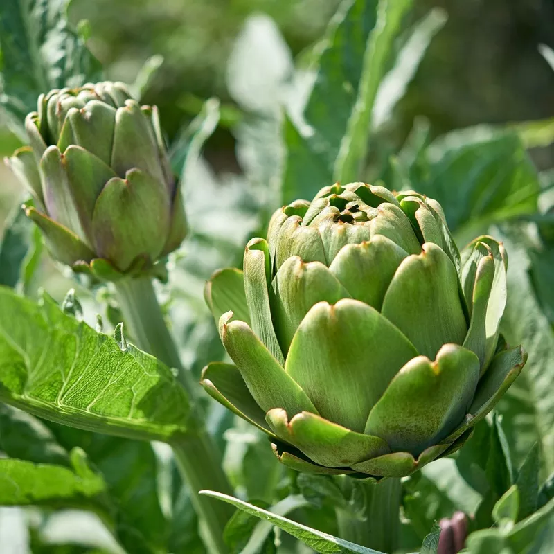 Artichoke – Imperial Star 2 Pack
