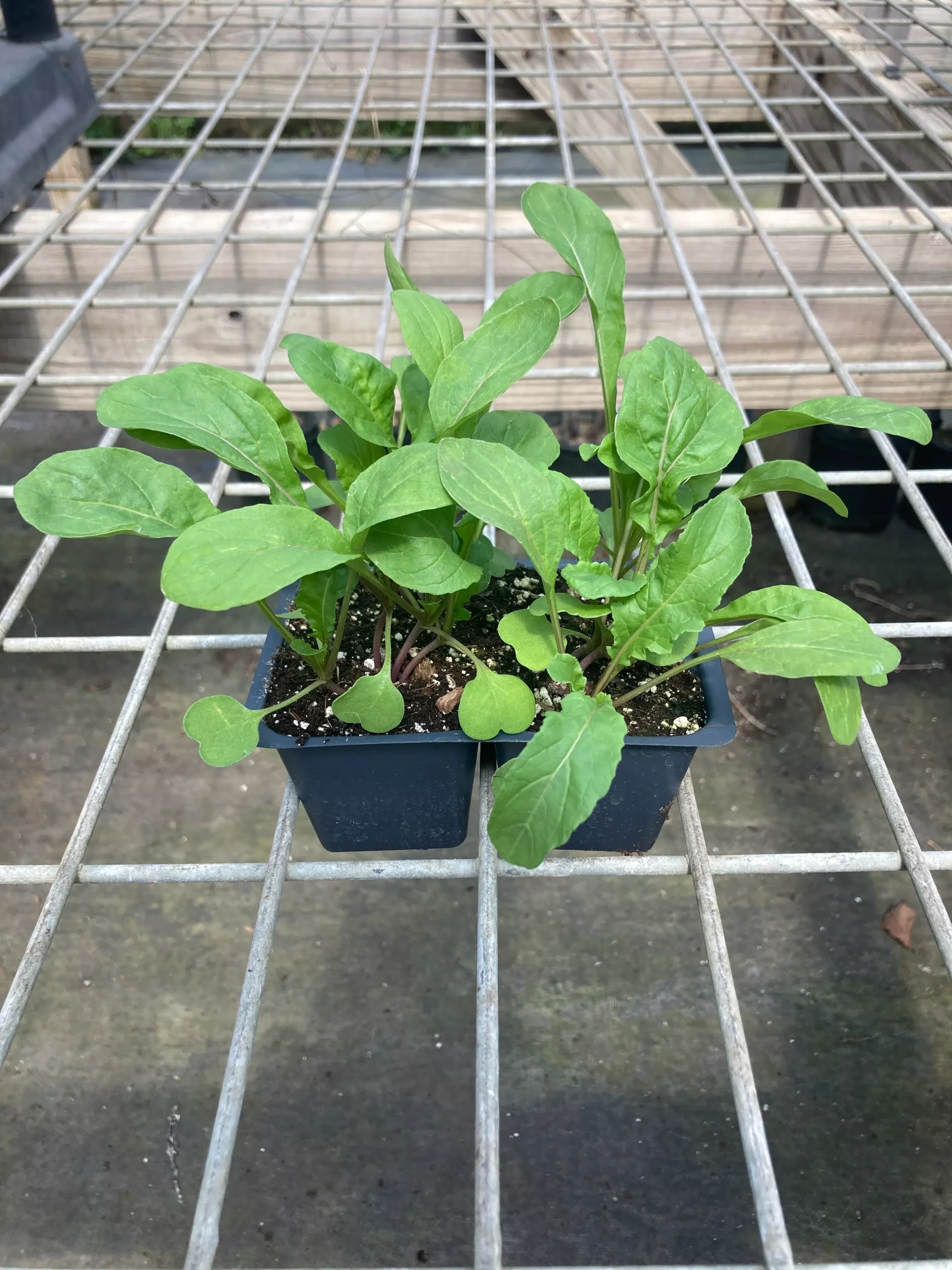 Arugula