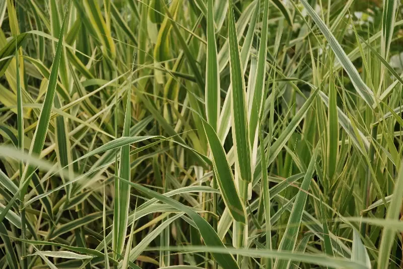 Arundo donax "Variegata"Mediterranean Giant Reed