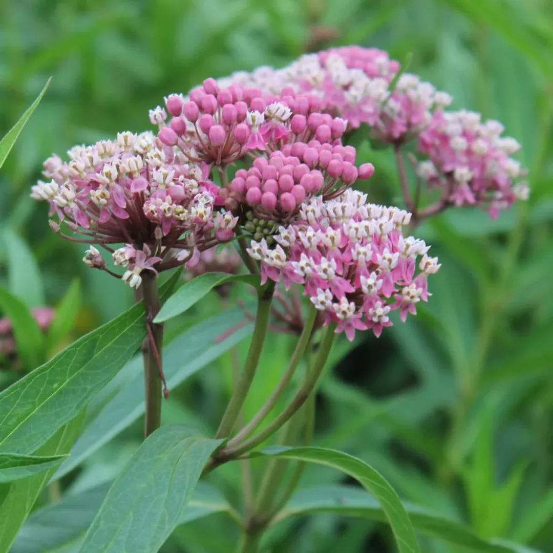 Asclepias 'Cinderella'