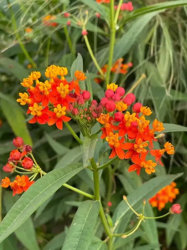 Asclepias curassavica "Mexican Butterfly Plant"