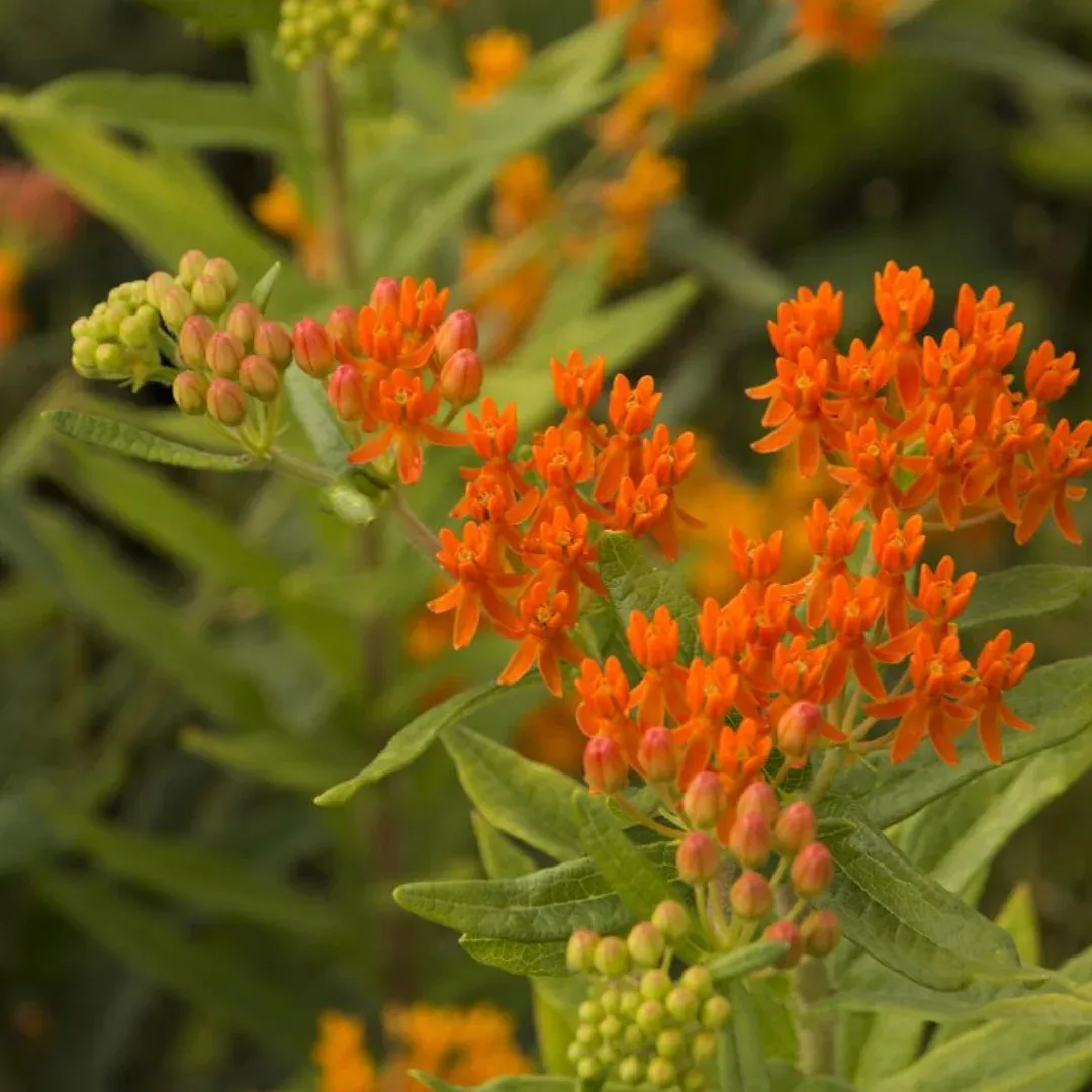 Asclepias 'Gay Butterflies'