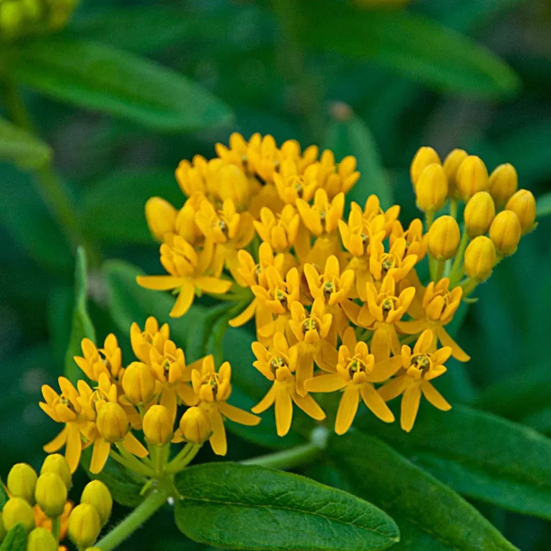 Asclepias 'Hello Yellow'