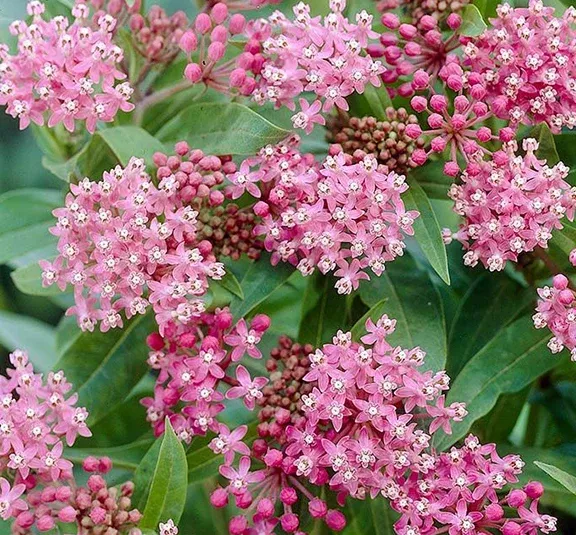 Asclepias incarnata #1