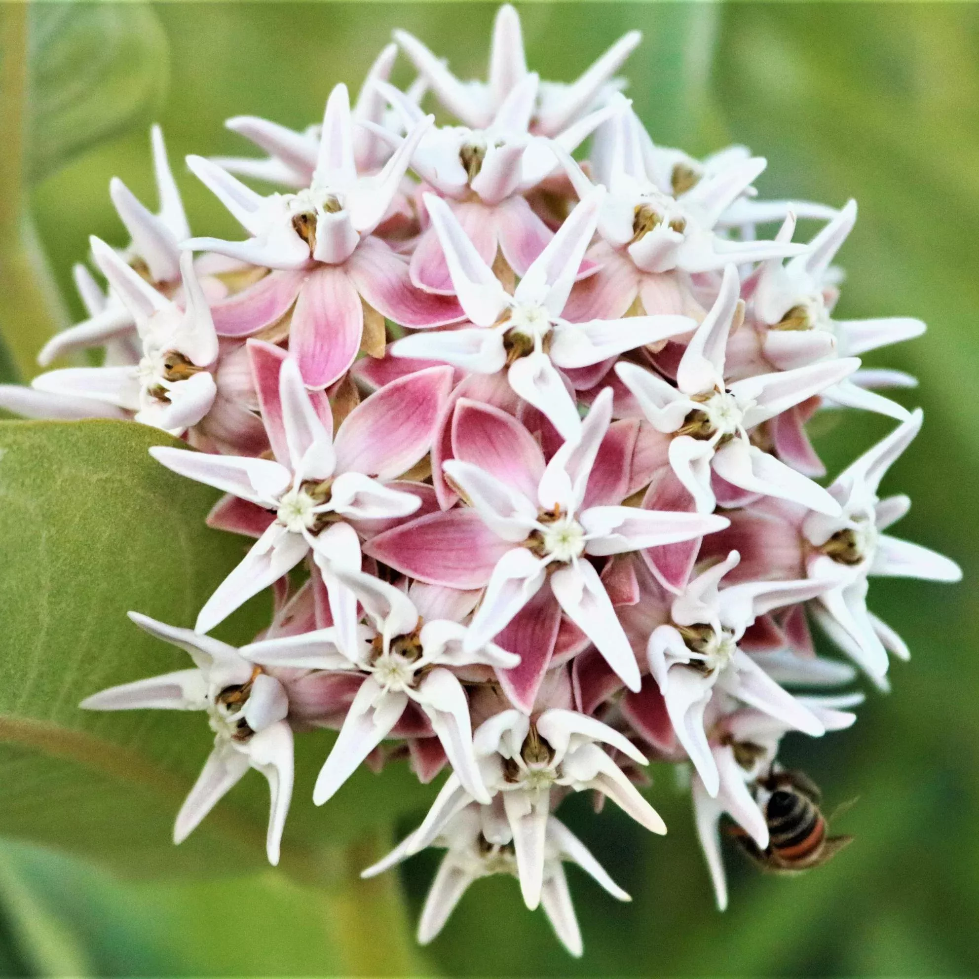 Asclepias - Speciosa Showy Milkweed 2 Pack