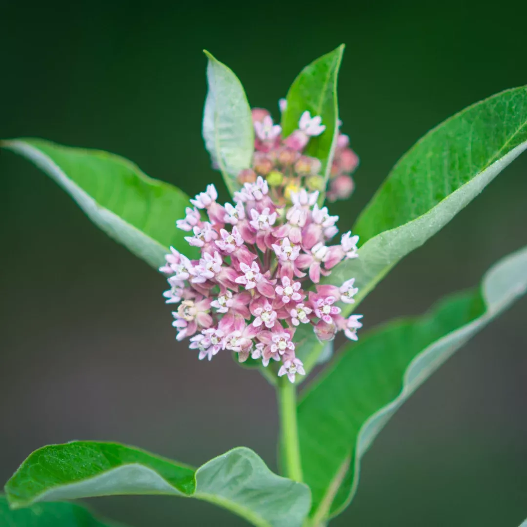 Asclepias syriaca
