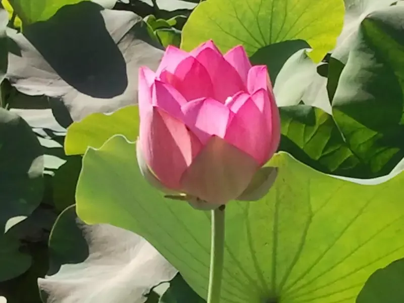 Asian Sacred - Lotus