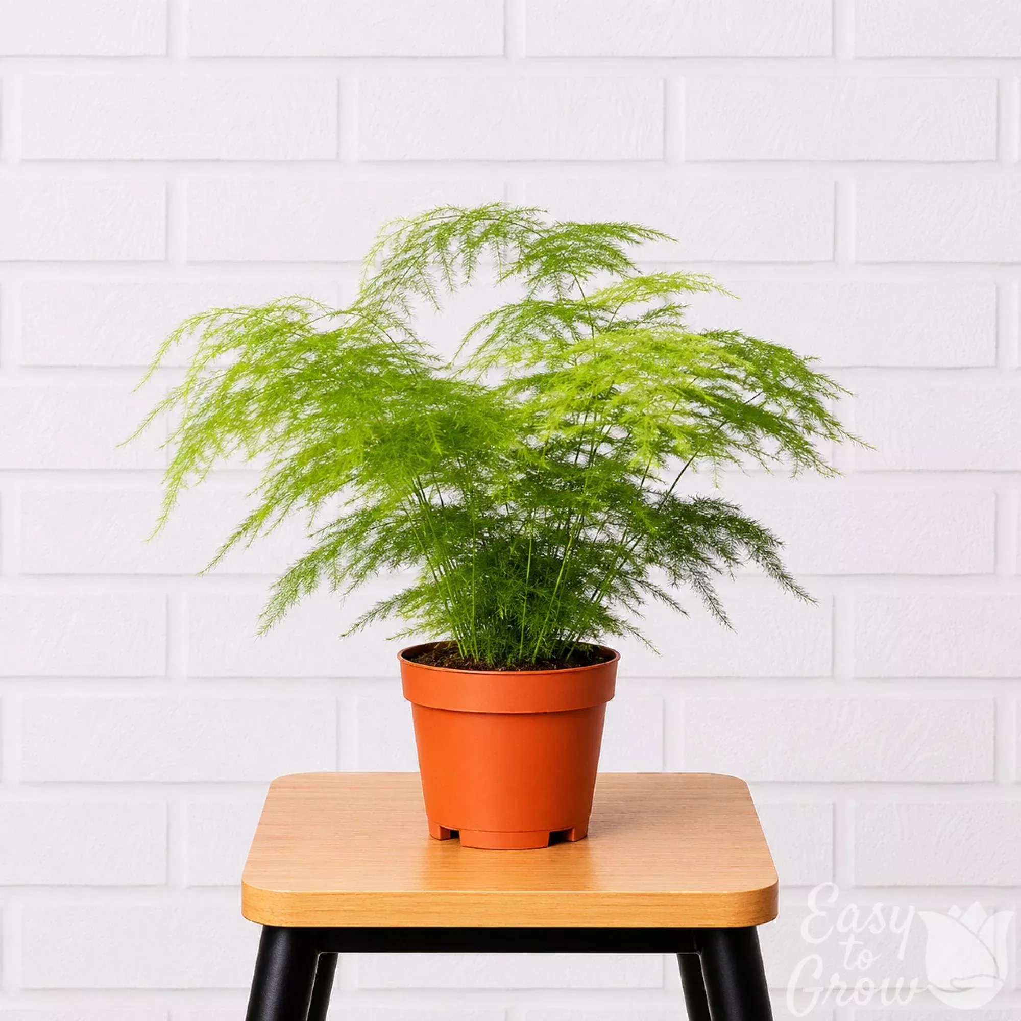 Asparagus Fern Potted Houseplant