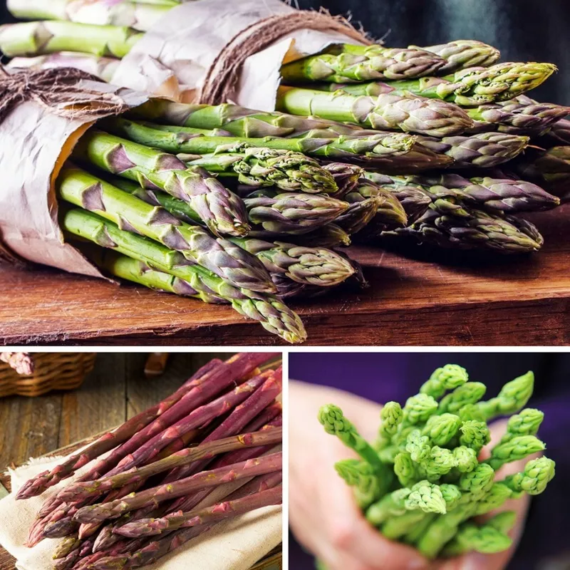 Asparagus - Harvest Collection