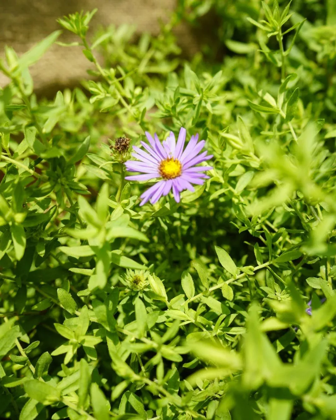 Aster, Aromatic