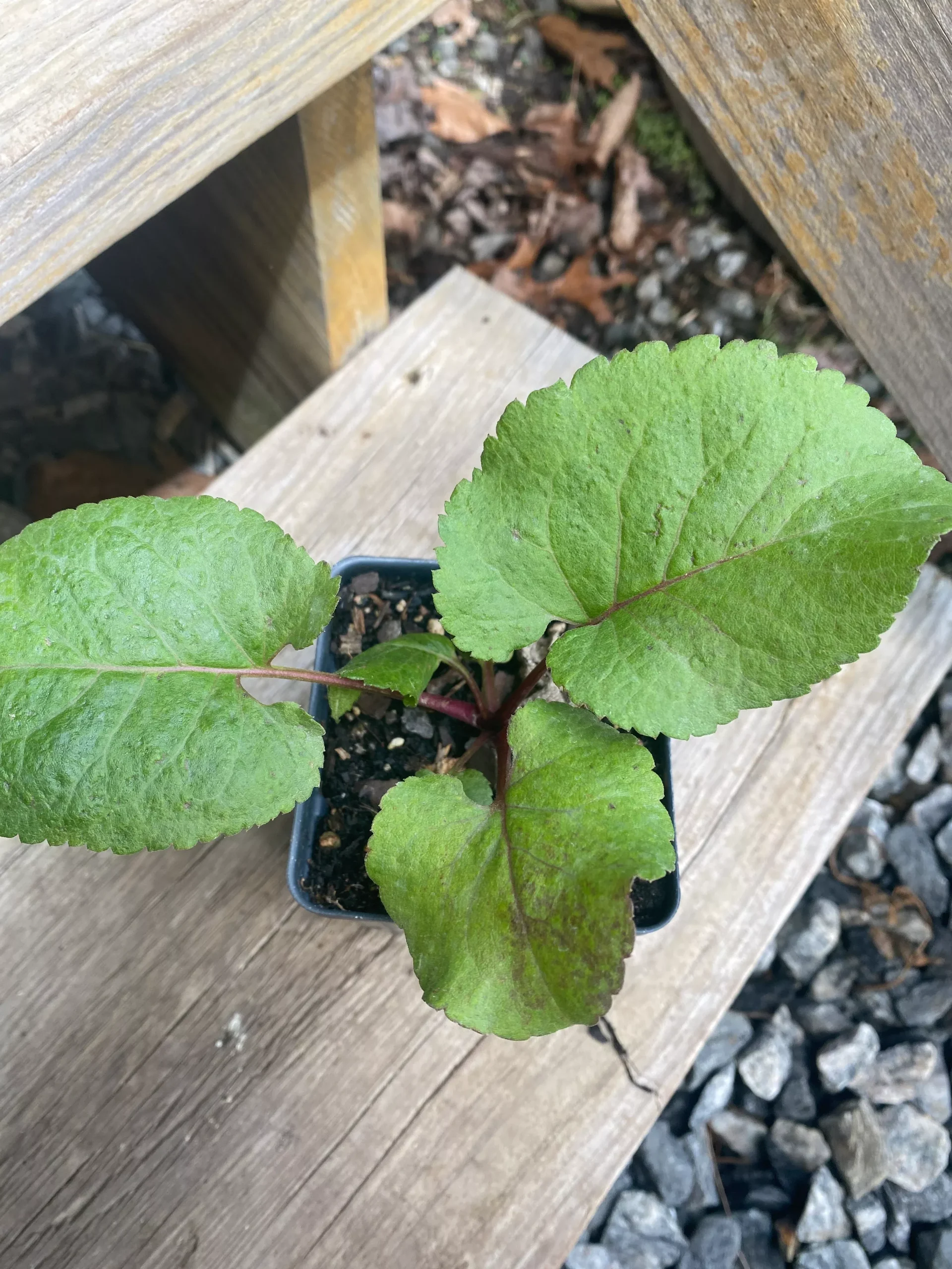 Aster, Big-leaved