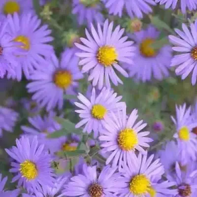 Aster Elliottii "Purple Marsh Aster"