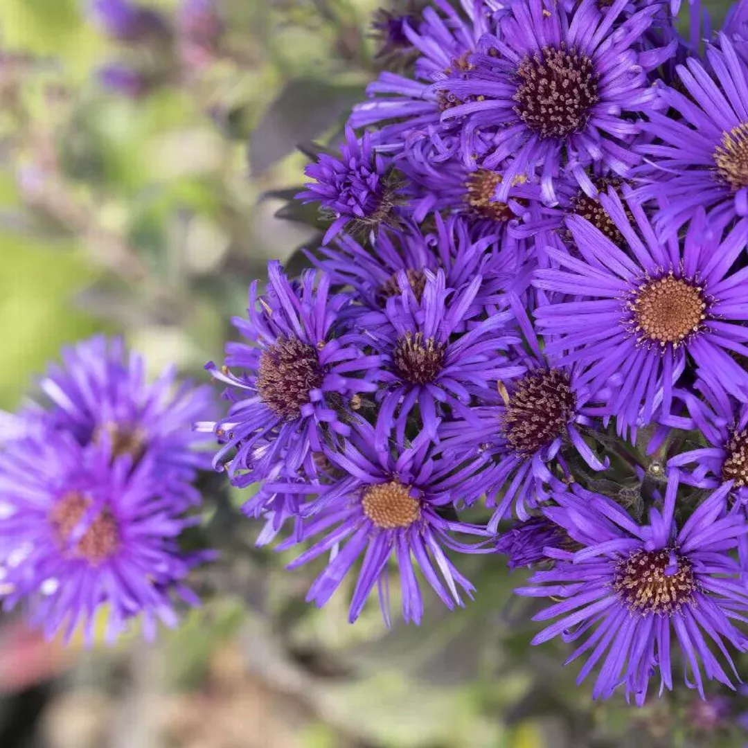 Aster 'Grape Crush'