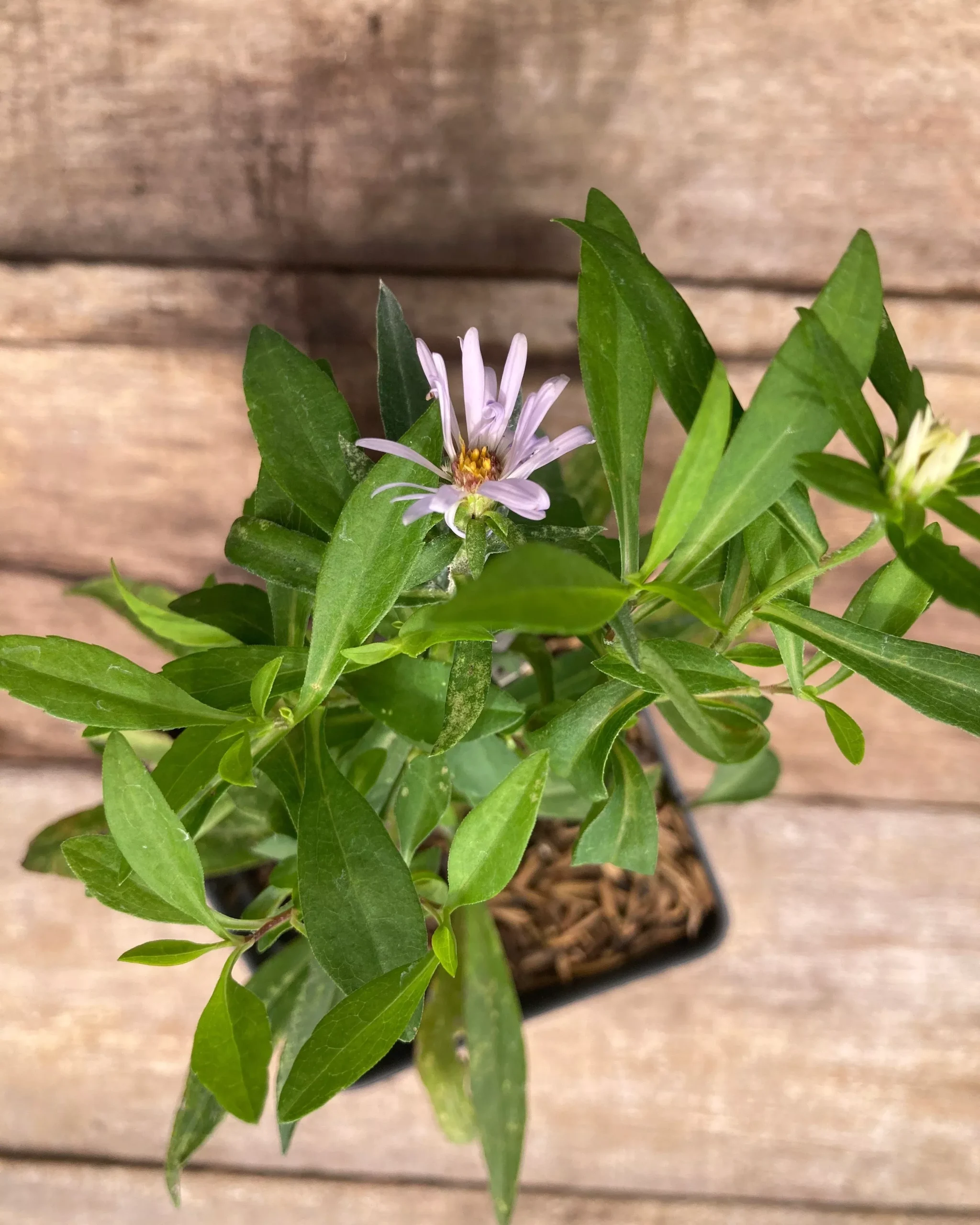 Aster, New York