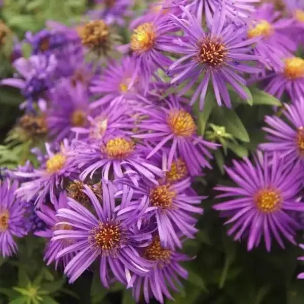 Aster 'Purple Dome'