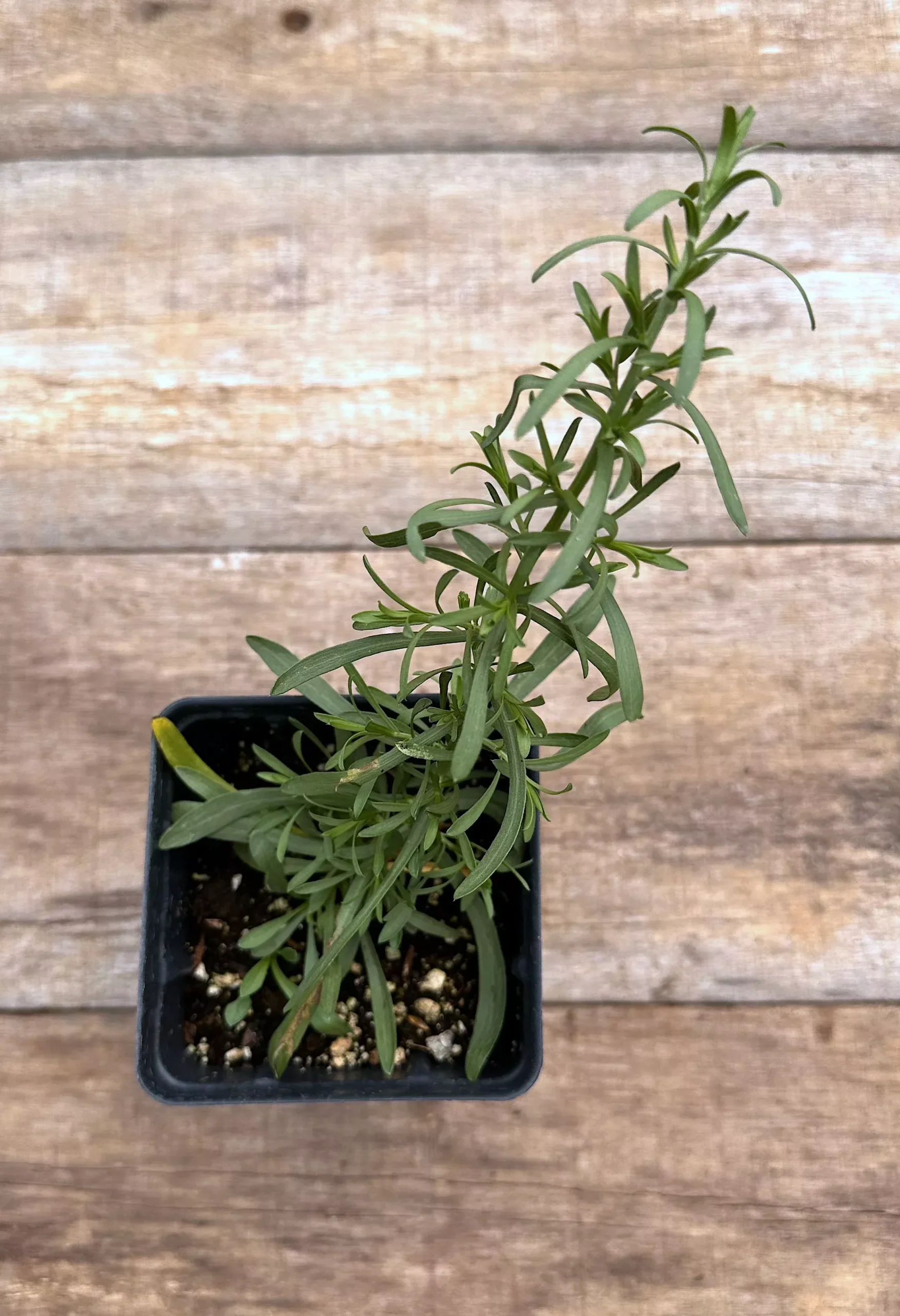 Aster, 'Snow Flurry'