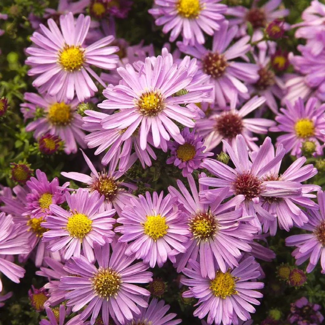 Aster 'Wood's Pink'