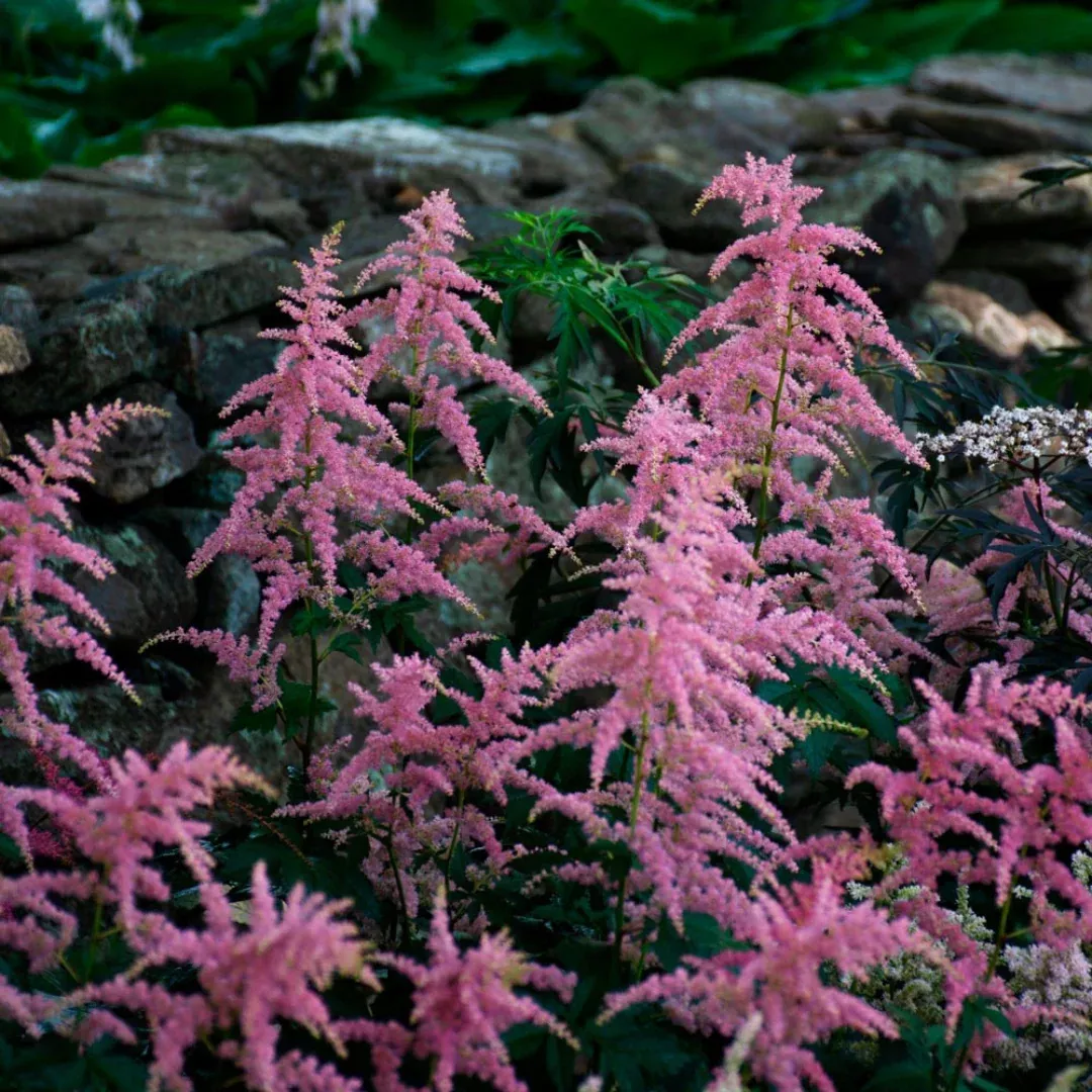 Astilbe 'Bressingham Beauty'
