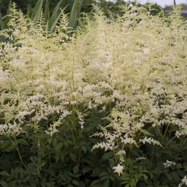Astilbe Bridal Veil #1