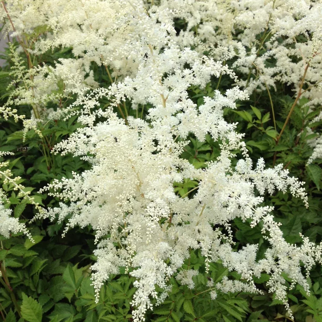 Astilbe - Bridal Veil
