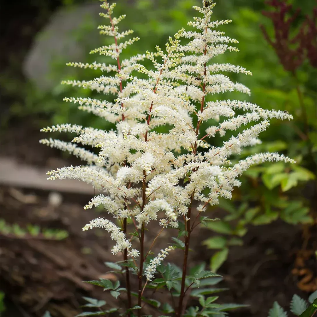 Astilbe 'Cappuccino'