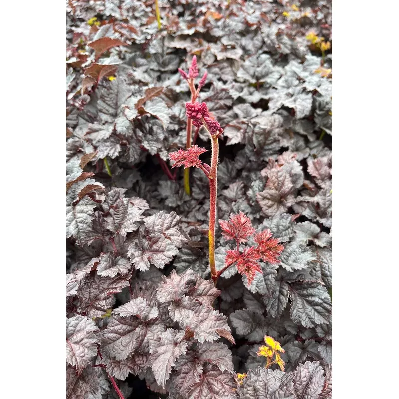 Astilbe 'Dark Side of the Moon'