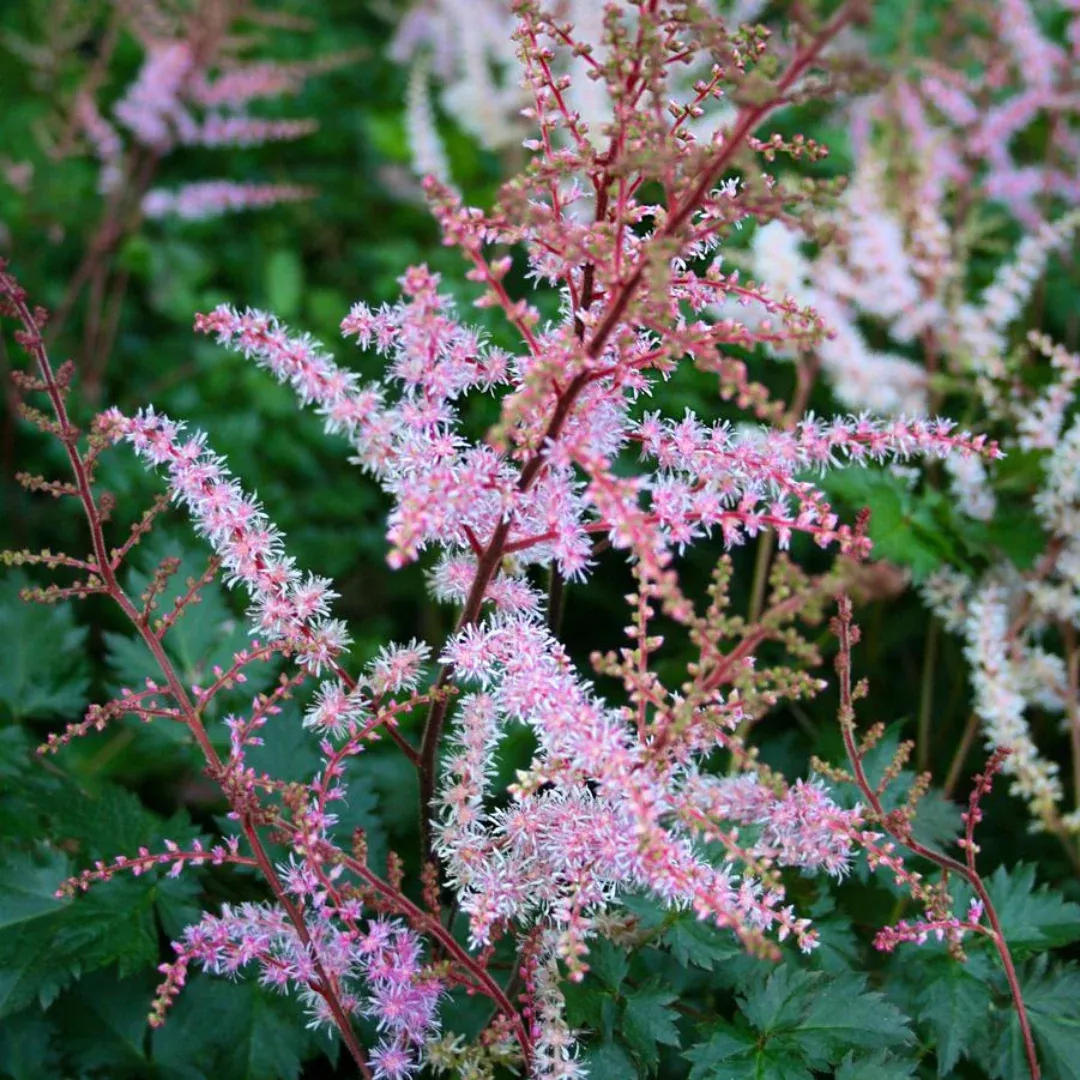 Astilbe 'Delft Lace'