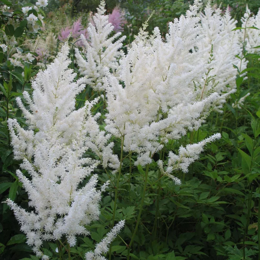 Astilbe 'Diamond'