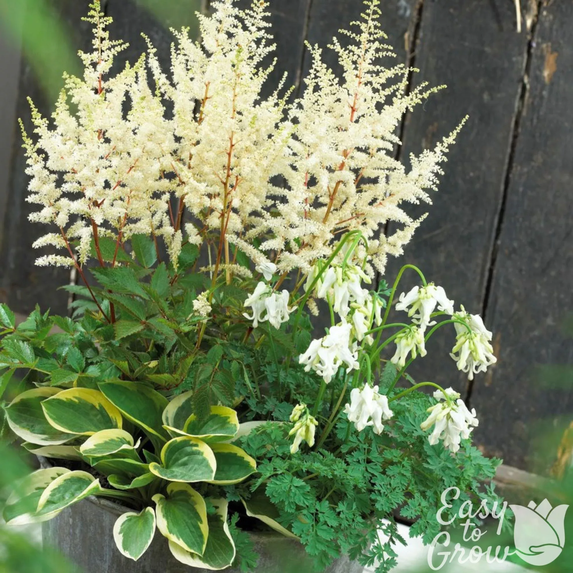 Astilbe, Dicentra & Hosta - Fairytale Shade Blend