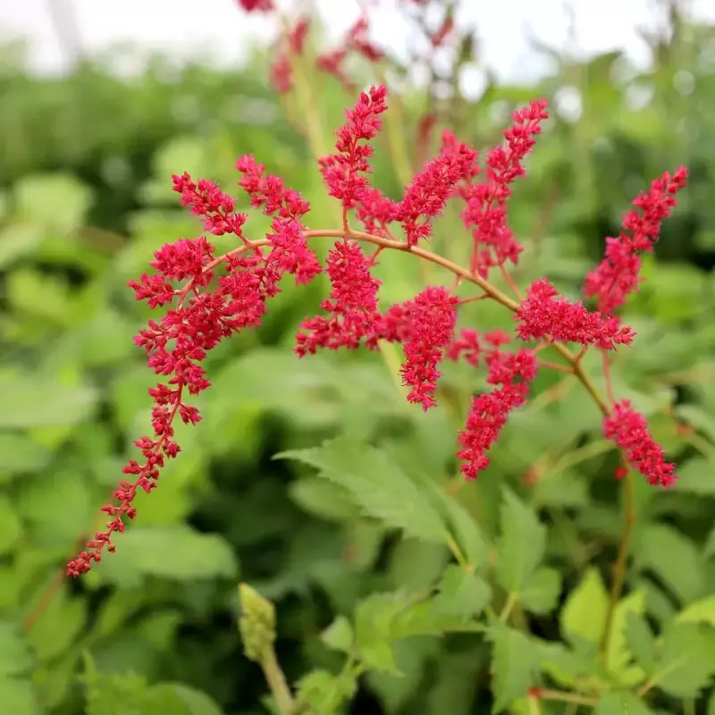 Astilbe - Fanal