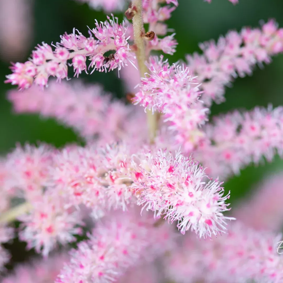 Astilbe 'Glitter and Glamour'