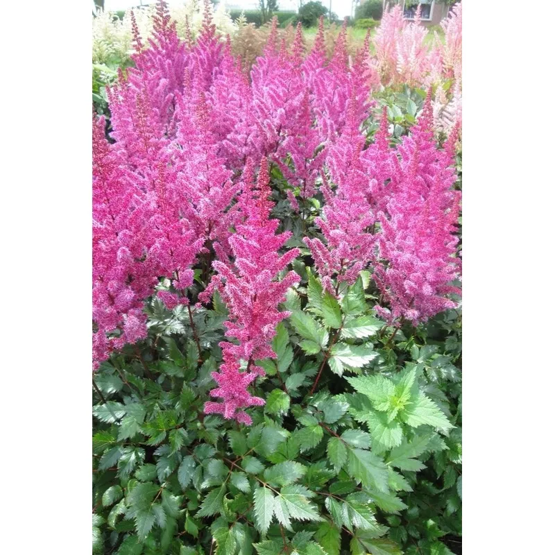 Astilbe, Maggie Daley