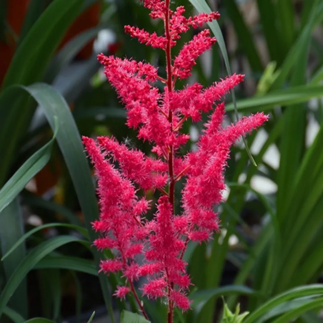 Astilbe 'Mighty Chocolate Cherry'