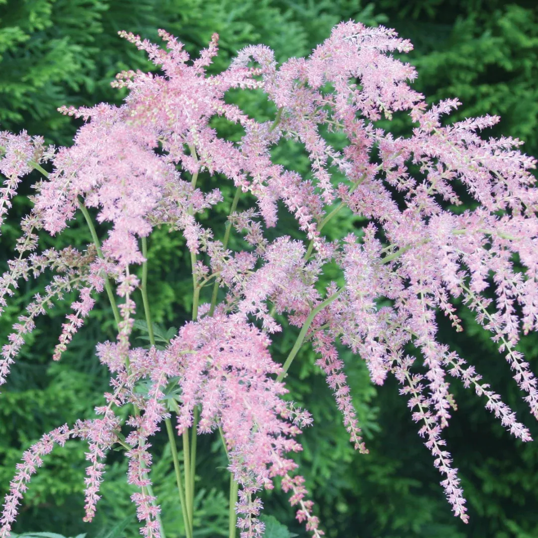 Astilbe 'Ostrich Plume'