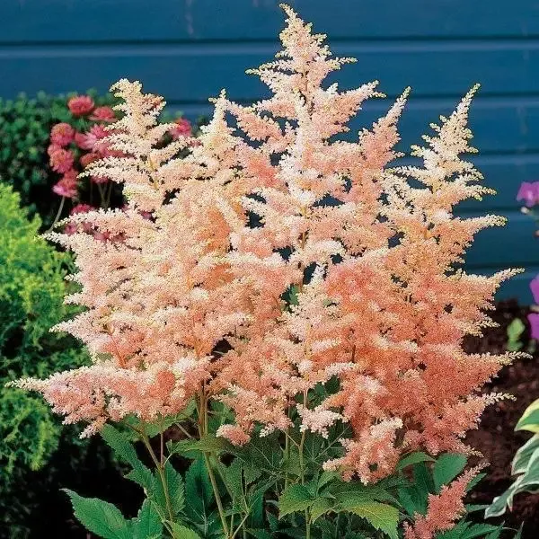 Astilbe - Peach Blossom