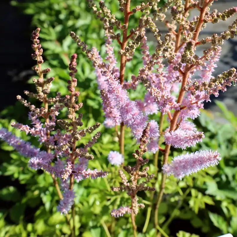 Astilbe 'Pumila'
