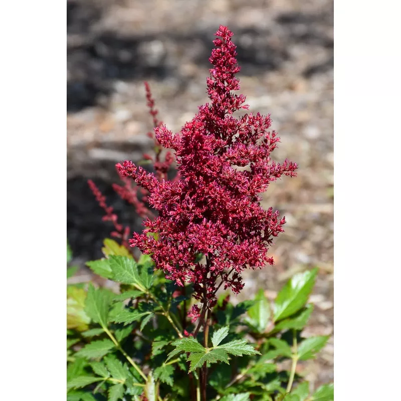Astilbe 'Red Sentinel'