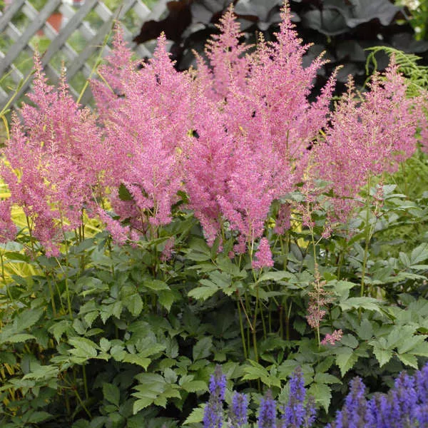 Astilbe Rheinland #1