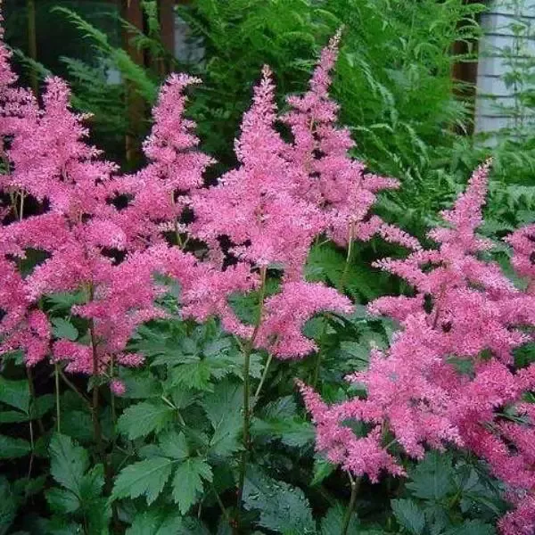 Astilbe 'Rheinland'