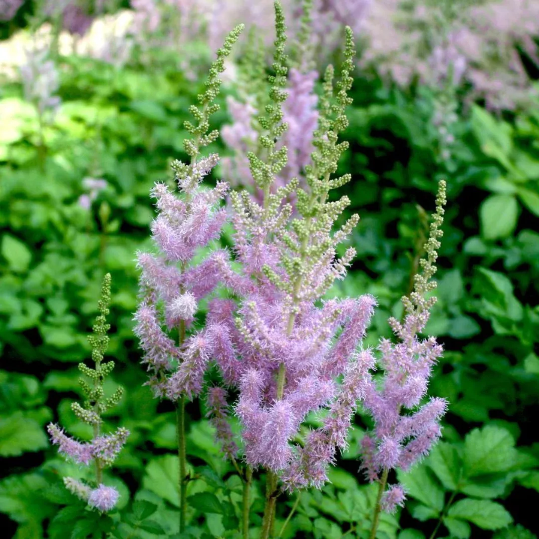 Astilbe 'Superba'