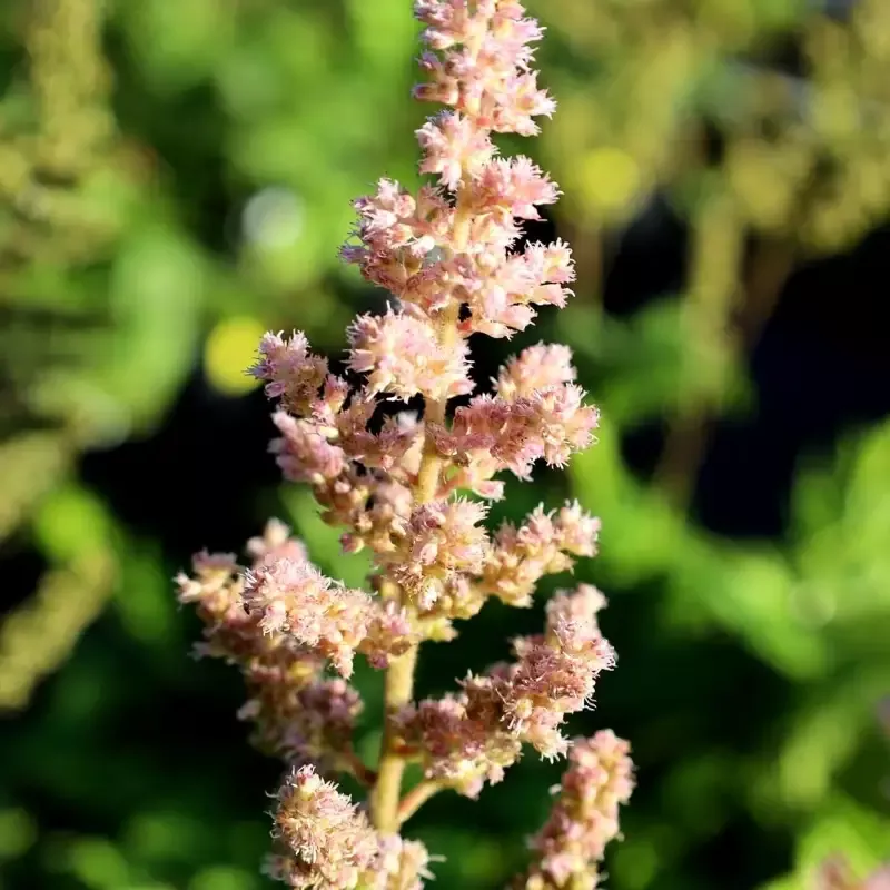 Astilbe 'Visions in Pink'