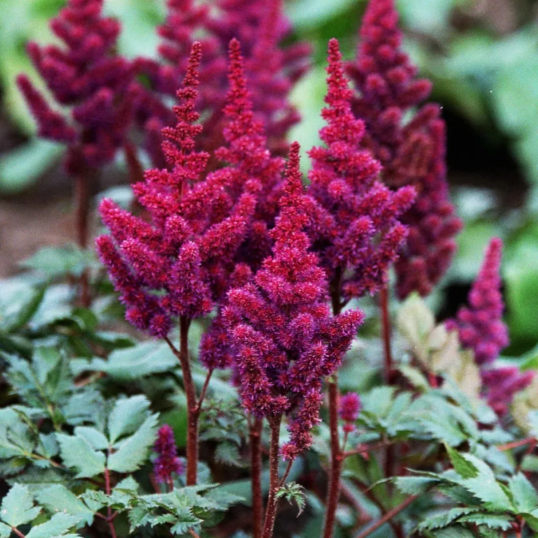 Astilbe 'Visions in Red'