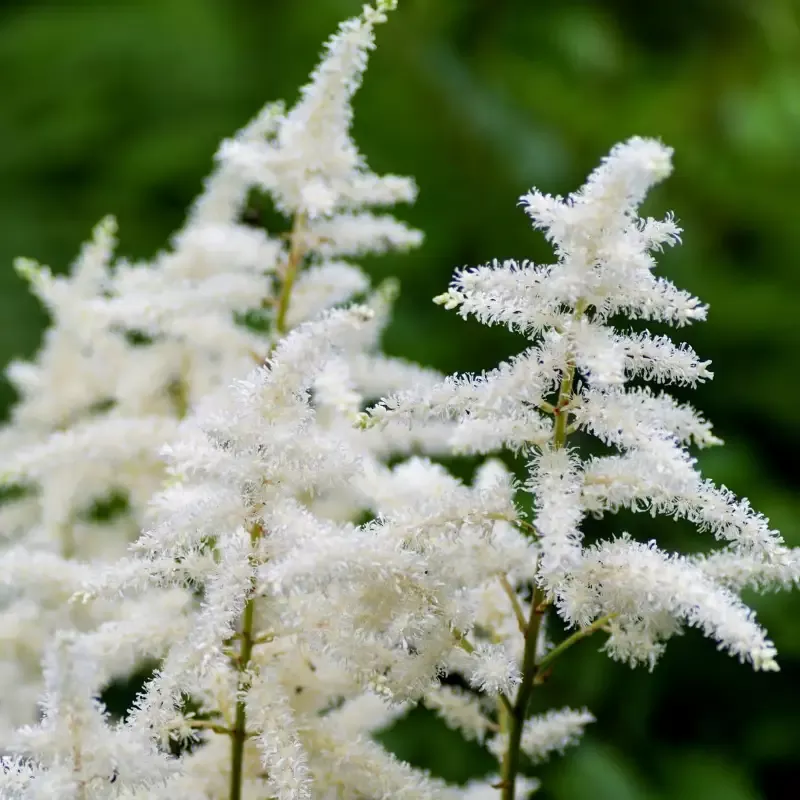 Astilbe 'Visions in White'