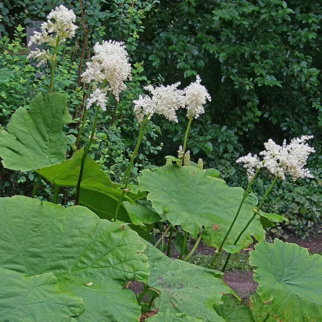 Astilboides tabularis