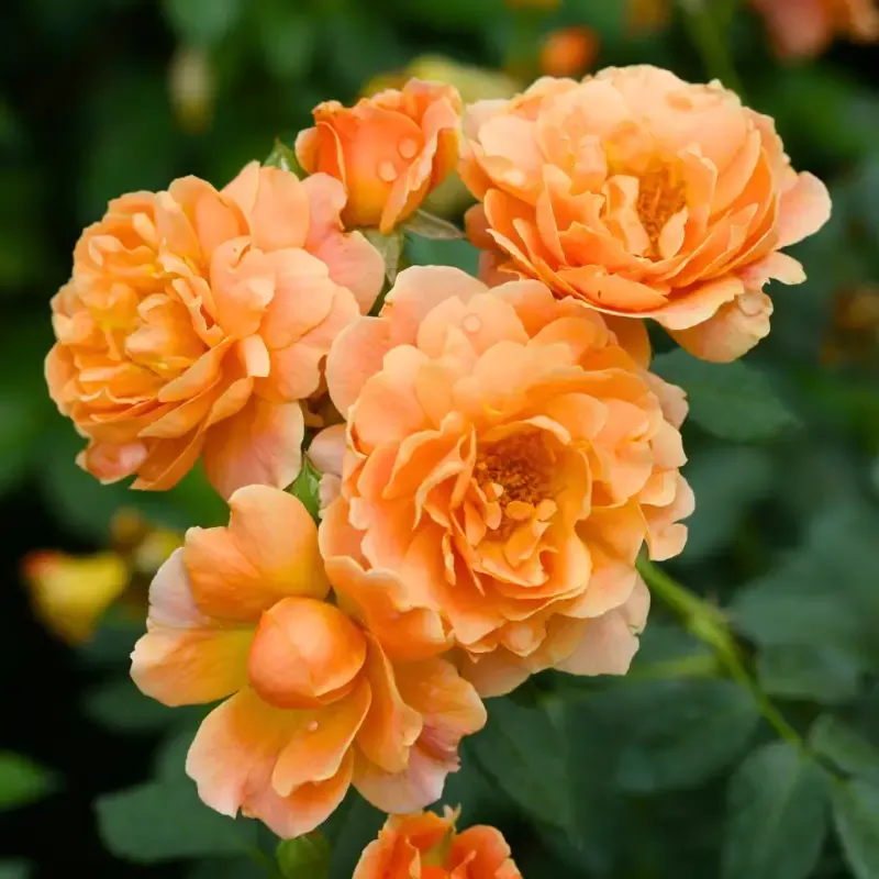 At Last Rose