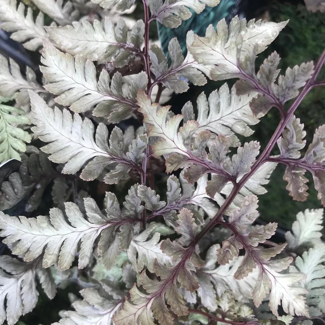 Athyrium 'Godzilla'